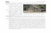 Huizachal, Formación…Triásico Superior (Nórico) …mapserver.sgm.gob.mx/lexico/Huizachal.pdf · con el microscopio petrográfico. Formación Huizachal. Conglomerado y arenisca.