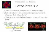 S L Fotosíntesis 2³n a la Botánica Fotosíntesis 2 ¿Cómo se sintetizan hidratos de C a partir del CO 2? ¿Qué estructuras y procesos existen para aumentar la ... •En la fase