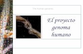 El proyecto genoma - bioinformatica.uab.catbioinformatica.uab.cat/base/documents/masterGP/Master GP. Proyecto... · • Edición. CONSED permite visualizar el ensamblaje y la secuencia