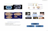27/04/2017 - ecaths1.s3.amazonaws.comecaths1.s3.amazonaws.com/fbpe/1511308263.SISTEMA NERVIOSO.pdf · Estructura Blanquecina situada dentro del canal vertebral. ... •TALLO CEREBRAL