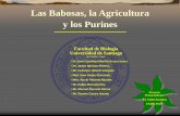 Las Babosas, la Agricultura y los Purines fileLas Babosas, la Agricultura y los Purines Facultad de Biología Universidad de Santiago Scientific team: • Dr José Castillejo Murillo