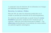 Bacterias, Levaduras y Mohos - Universitat de les Illes ...uom.uib.cat/digitalAssets/216/216434_4a.pdf · Bacterias, Levaduras y Mohos. Más del 20% de todos los alimentos producidos