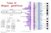 Tema 7: Cartografía genética - genetica.uab.catgenetica.uab.cat/base/documents/genetica_gen/Tema 8 Mapas... · Cruzamiento de T. Morgan pr = Ojos Púrpura vg = Alas vestigiales