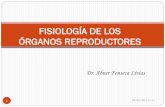 FISIOLOGÍA DE LOS ÓRGANOS REPRODUCTORESs75a4f176357537e3.jimcontent.com/download/version/1441857078/mo… · Células mioides Células de Leydig Tejido conectivo laxo TESTÍCULOS