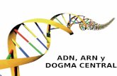ADN, ARN y DOGMA CENTRAL - genesdigitales.com · BIOLOGÍA MOLECULAR Descripción del proceso por el cual la información genética (DNA) llega a ser proteínas mediante 2 procesos