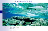Arrecifes de Coral - msp21.azurewebsites.net · • EI.T.CT2.EM.1: Explica cómo los agentes erosivos contribuyen a la formación de las estructuras costeras. El énfasis estáen