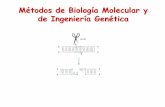 Métodos de Biología Molecular y de Ingeniería Genéticadepa.fquim.unam.mx/amyd/archivero/Clase23_21999.pdf · Aislamiento de DNA 2. Cortar con enzimas de restricción 3. Separar