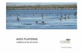 (7 HumedalesSechuraAves Playeras-F. Suárez)migratoryshorebirdproject.org/uploads/documents/Peru_2014Wkshp_7... · “Desierto de Sechura” ... Poblaciones biogeográficas que llegan