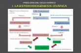 FISIOLOGIA DEL CICLO OVÁRICO I. LA …€¦ · ESTEROIDOGENESIS Progesterona/estradiol Circulación AMPc LH LHR Colesterol P450 scc Célula Lútea LDL-Colesterol Adenilciclasa Fase