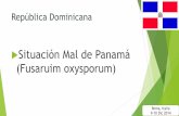 Situación Mal de Panamá (Fusaruim oxysporum) - fao.org · El Departamento de Sanidad Vegetal del MA no tiene reporte de la presencia de Fusarium oxysporum en banano en la RD . Centros