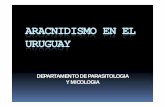 ARACNIDISMO EN EL URUGUAY - Instituto de Higiene · aracnidismo en el uruguay departamento de parasitologia y micologia aracnidismo: son los accidentes producidos por la picaduras