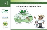 Diapositiva 1 - cich.org · El establecimiento de sistemas agroforestales con cultivos permanentes representa una opción valiosa en términos de la producción y conservación, en