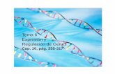 Tema 6 Expresión y Regulación de Genesacademic.uprm.edu/~lrios/4368/Tema6.pdf · Procariotas Eucariotas tres tipos de RNA polimerasas: I, II y III. RNA polimerasa I: rRNA RNA polimerasa