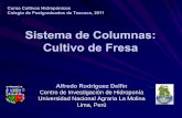 Sistema de Columnas: Cultivo de Fresa - cm.colpos.mx · Sistema de Columnas: Cultivo de Fresa Alfredo Rodríguez Delfín Centro de Investigación de Hidroponía Universidad Nacional