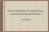 Generalidades Anatómicas Gastrointestinal inferior - Muralmural.uv.es/rasainz/1.2_DIGESTIVO_TEMA_33.pdf · una serie de movimientos propulsores empujan el ... • Movimiento característico