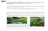 Crecimiento de jacksoniialexos.es/camaleones/pdf/sobre-mantenimiento-cria-y-crecimiento-de... · A partir del mes de Septiembre y tras su adaptación a los ... (tipo de presas, ...