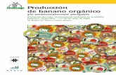 Producción de banano orgánico - banana-networks.org · Producción de banano orgánico y, o, ambientalmente amigable Memorias del taller internacional realizado en la EARTH, Guácimo,