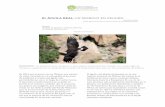 EL ÁGUILA REAL, UN SÍMBOLO EN PELIGRO - … · En 2016, por primera vez en México, una cámara de video colocada en un nido grabó el proceso de anidación y crianza del águila