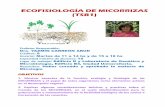 ECOFISIOLOGÍA DE MICORRIZAS (TSB1)bios.biologia.umich.mx/optativas_2018_2018/biol_mol/yazmin_carreon... · establecimiento de srnbiosg (relaaón planta- hongo), ... Cuki..os axénicos