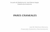 PARES CRANEALES - Anatomía Vargas UCV - HOME · Claude Bernard Horner (Parálisis de T1) Síndrome de Pancoast . NERVIO TROCLEAR (IV par) •Anteriormente llamado Patético. •Único