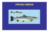 peces oseos - fcm.ens.uabc.mxfcm.ens.uabc.mx/~vzavala/oseos_acuic.pdf · • Ojos circulares y sin párpados. ... • Se ha intentado, a pequeña escala, cultivo en estanques con