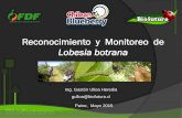 Reconocimiento y Monitoreo de Lobesia botrana - …comitedearandanos.cl/wp-content/uploads/2015/08/Reconocimiento-y... · Hoy a mas de 7 años de su detección oficial, el insectos
