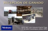 MVZ MC Luis Antonio Garcia Vega 17 de Julio …congresobovinoscarne.com/app/webroot/files/doctos/ponen2014/MVZ... · funcionado en la etapa de recepción de ganado en el corral de