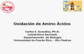 Oxidación de Amino Ácidos - …biochemistryuprrp.weebly.com/uploads/2/2/6/1/22612976/aminoacidos... · Esta rxn es catalizada por la sintetasa de glutamina. Requiere ATP y ocurre