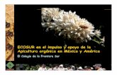 ECOSUR en el impulso y apoyo de la Apicultura … · San Cristobal de las Casas, Tapachula, Chetumal, Campeche y Villahermosa 2 ... plantas de acopio y manufactura de miel, práctica