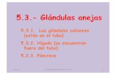 5.3.1. Las glándulas salivares (están en el tubo) 5.3.2. … · hormonas. 24/11/10 ALF*FUNDAMENTOS"BIOLÓGICOS"10/11" 24/11/10 ALF ... glicerina y ácidos grasos), y la tripsina