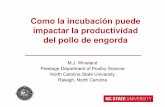 Como la incubación puede impactar la productividad …usapeec.org.mx/publicaciones/presentaciones/pdf/como_la_incubacion... · impactar la productividad del pollo de ... diferencia