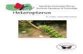 AURKIBIDEA – INDICE - heteropterus.orgheteropterus.org/images/Hnumeros/Heteropterus15.pdf · Distribuir 20 abejas en cinco filas, de modo que en cada fila haya cinco abejas. Aurreko
