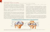 INVESTIGACIÓN Anatomía y Danza: La rodilla · 26 Los ligamentos cruzados, son los principales esta-bilizadores de la rodilla en el plano sagital. El liga-mento cruzado anterior