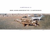 MEJORAMIENTO CAPRINO - produccion-animal.com.ar · 139 El ganado caprino en la Argentina •Necesidades de altos ingresos económicos y/o pautas guberna-mentales transitorias, fuerzan