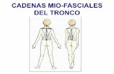 CADENAS MIO-FASCIALES DEL TRONCO - Centro …nutricionyosteopatia.com/sites/default/files/1-_cadenas_musculares.pdf · Objetivo del método de las cadenas musculares. • Tiene como