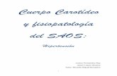 Cuerpo Carotídeo y fisiopatología del SAOS - …uvadoc.uva.es/bitstream/10324/18181/1/TFG-M-M551.pdf · Cambios en los tejidos blandos y maxilofaciales que ocurren en el SAOS. ...