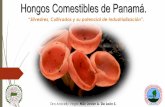 Hongos Comestibles de Panamá. - alaccta.orgalaccta.org/wp-content/uploads/2018/04/7-Hongos-Comestibles-de... · RECOLECTADAS DE MANERA SILVESTRE. ... Materia prima (Cepas de hongos