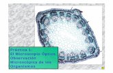El Microscopio Óptico. Observación Microscópica de …cosmolinux.no-ip.org/recursos_aula/BIO1erBAT/Citologia/Microscopio... · Tipos de microscopios Microscopio óptico Campo luminoso