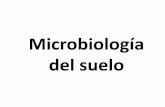 Microbiología del suelo - microred.files.wordpress.com · El polvo transporta los microorganismos del suelo al aire. ... conseguir el aislamiento del paciente y el flujo del aire