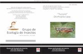 Grupo de Ecología de Insectos - produccion … · Serie de divulgación sobre insectos de importancia ecológica, económica y sanitaria José Villacide y Maité Masciocchi (editores)