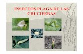 INSECTOS PLAGA DE LAS CRUCIFERAS - …eda/insectos… · Importancia de este insecto como “plaga” Importancia: en el mundo y en Uruguay Uruguay: Posibles causas: área de crucíferas