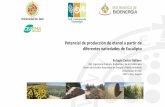 Presentación de PowerPoint - Red Temática de …rtbioenergia.org.mx/.../uploads/2017/12/5_Castro_EthanolEucalipto.pdf · Artículos relacionados con eucalipto listados en Science