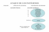 ATAQUE DE LOS PATÓGENOS - Universidad Nacional de la ... · Reguladas por la presencia del polímero de pectina y ácido galacturónico. Estrucutra general de la celulosa y de las