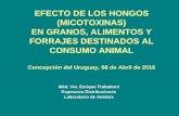 EFECTO DE LOS HONGOS (MICOTOXINAS) EN … · Micosis es el nombre con el que se conocen las enfermedades ocasionadas por los hongos en el hombre y los animales. Gimeno Alberto. Martins