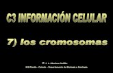 J. L. Sánchez Guillén IES Pando - Oviedo …cosmolinux.no-ip.org/recursos_aula/BIO1erBAT/Citologia/I7_CROMO... · Esta zona no se espiraliza tanto y por eso se ve más clara. 19