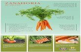 ZANAHORIA - oregon.gov · Se cree que las zanahorias son originales de Afganistán y que gradualmente con el tiempo, llegaron al oeste. ¡Hoy en día, la zanahoria se cultiva muy