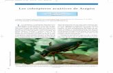 Los coleópteros acuáticos de Aragón - …molevol.cmima.csic.es/ribera/pdfs/Ribera_etal2014_NatArag.pdf · del medio acuático, al facilitar la formación de una cámara de aire