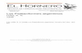 Los Psittaciformes argentinos - digital.bl.fcen.uba.ardigital.bl.fcen.uba.ar/download/hornero/hornero_v007_n01_p001.pdf · 6 EL HORNERO Vol. VII. entalle notable, bien marcado; cola