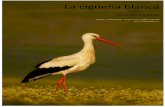La cigüeña blanca - jorgerubio.es · Son consideradas como una especie gregaria, llegando a formar colonias en algunos casos con cerca de los 200 nidos, como en Alfaro (La Rioja)