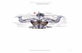 MUSCULACIÓN - Amici Fitness y Salud trainer/musculacionI.pdf · desarrollo de la Fuerza Máxima y la Potencia o En general, todas las variables de entrenamiento con más eficientes